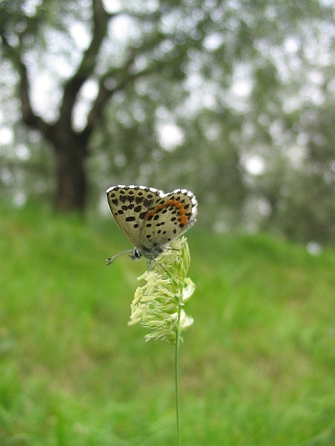 Scolitantides orion